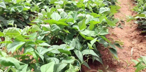 Beans Farming business in nigeria