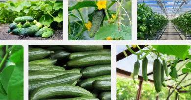 cucumber business nigeria