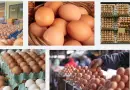 Egg supply business in nigeria