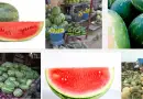 Watermelon business in nigeria